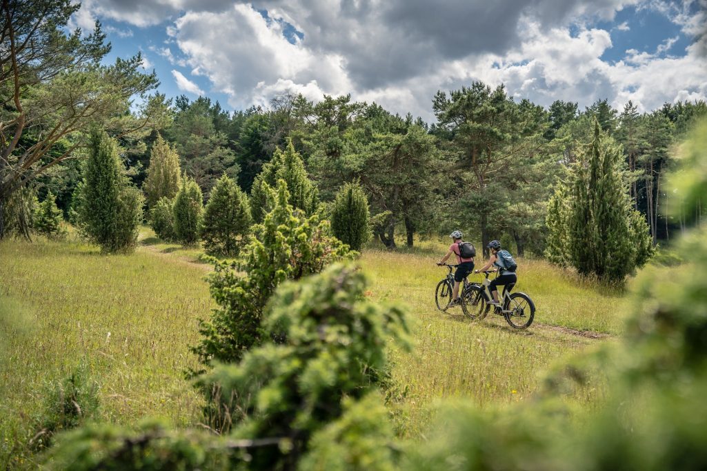 Zwei Radfahrer auf einem schmalen Weg durch eine grüne Waldlandschaft.