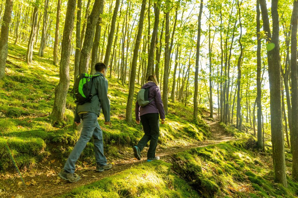 Zwei Personen wandern auf einem Pfad durch einen grünen, sonnenbeschienen Wald.